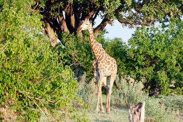 Giraffe in the Okovango delta Botswana