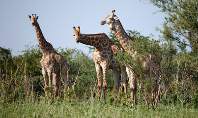 Giraffe in the Okovango delta Botswana