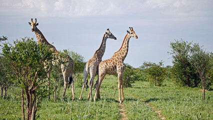 Giraffe in the Okovango delta Botswana