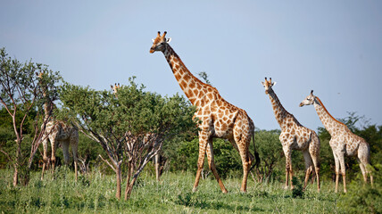 Giraffe in the Okovango delta Botswana