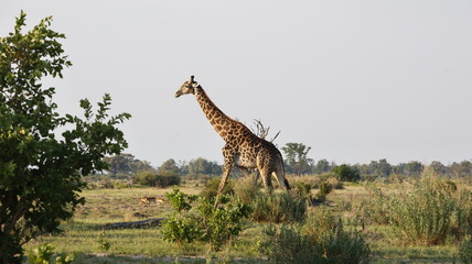 Giraffe in the Okovango delta Botswana
