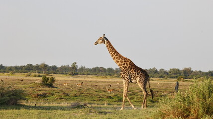 Giraffe in the Okovango delta Botswana
