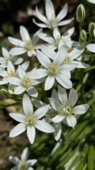 White ornithogalum umbellatum flowers in the garden