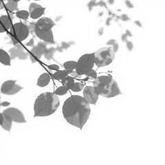 shadow overlay effect. Gray shadow of leaves isolated on white background. 
Plant foliage leaf shadow light effect. Mockup Blurred tree branch shadow. Ideal for summer spring design elements PNG