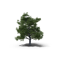 Obraz premium Green Leafy Tree Isolated on Transparent Background