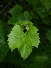 A vibrant green grapevine leaf with tendrils.