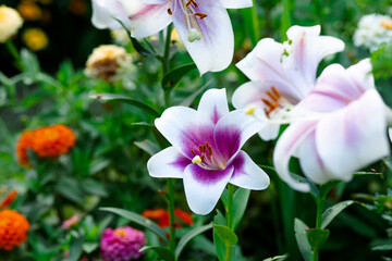 White lilies with pink veins, surrounded by bright flowers, create a delicate and picturesque garden.