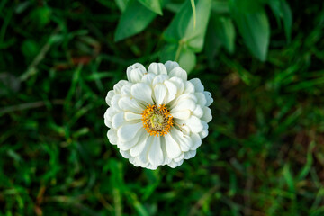 Snow-white zinnia with double petals, surrounded by a bright yellow core, stands out against the...