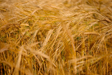 Golden ears of barley sway in the wind, creating a feeling of warmth and coziness. The field is full of life, and the soft light emphasizes the beauty of nature. Blurred background