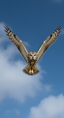 Owl in Flight
