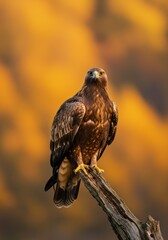 Golden eagle perched on log, golden hour