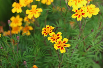 yellow flowers in the garden