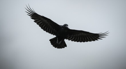 Raven in flight