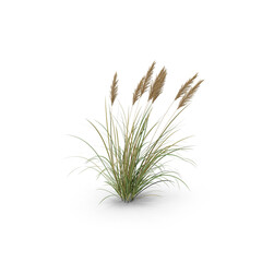 Fototapeta premium Tall Ornamental Grass Plant Isolated on Transparent Background