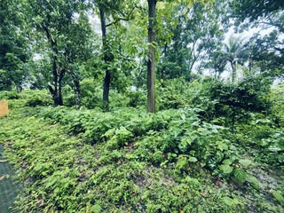 beautiful tropical garden with green trees .beautiful view of the park