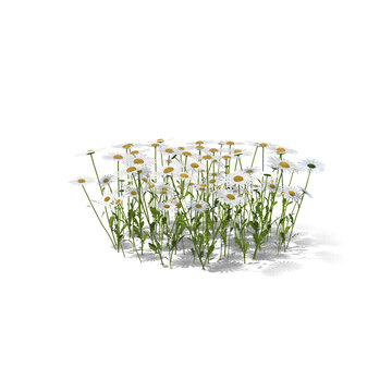 Field of White Daisies Isolated on Transparent Background