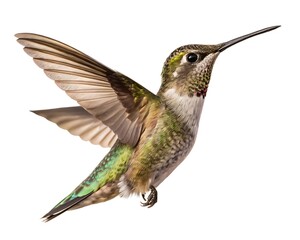 Fototapeta premium Full-body macro photo of a hummingbird hovering in flight, wings blurred in motion but body sharply defined, metallic feathers glistening, isolated perfectly on transparent white — light, energetic.