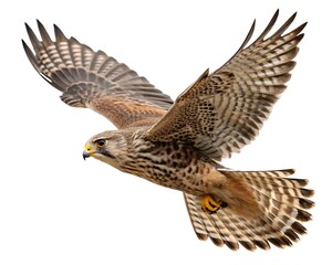 Fototapeta premium Full-body macro image of a falcon in mid-flight with wings spread wide, sharp feathers and fierce eyes perfectly focused, no shadow, isolated on pure white — predator, speed, high sky. 
