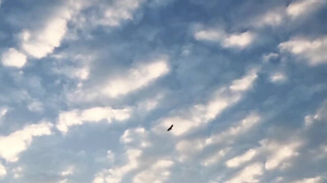 Slow motion footage of a stork flying gracefully in the evening. The background features a unique and dramatic dusk cloud pattern.