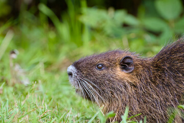 side-view close-up of a cute nutria (coypu), highlighting its furry texture and natural profile in a calm outdoor setting	