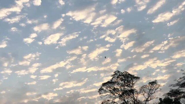 Slow motion footage of a stork flying gracefully in the evening. The background features a unique and dramatic dusk cloud pattern.