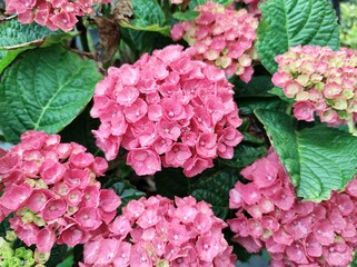 Hydrangea macrophylla 'Red Baron'