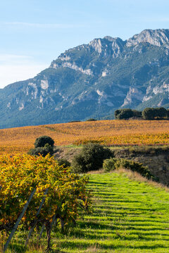 Vertical framing of vineyard terraces and mountain slope with colorful autumn tones in La Rioja, ideal for wine industry, travel editorials and agricultural heritage communication.