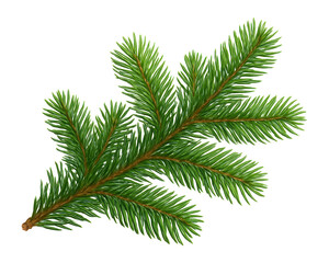 Detailed illustration of a green fir tree branch with multiple needle-covered twigs, showcasing a natural and vibrant appearance on transparent background.