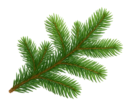 Detailed illustration of a green fir tree branch with multiple needle-covered twigs, showcasing a natural and vibrant appearance on transparent background.