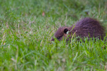 cute nutria is hiding among the grass