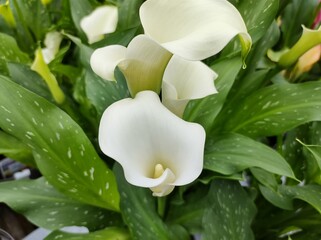 Zantedeschia 'White Flirt'
