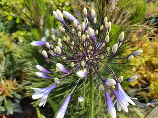 Agapanthus 'Fireworks'