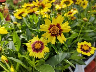 Coreopsis 'UpTick Yellow and Red'