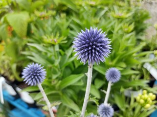 Echinops ritro 'Veitch's Blue'