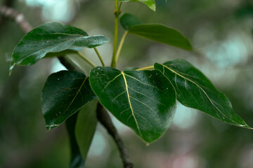 In close-up, the glossy dark green leaves of the black poplar appear firm and vibrant. Their surface shines in the sunlight, reflecting light and revealing distinct veins and rich texture.