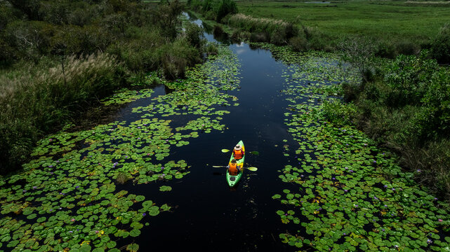 Travel Kayaking Paddling Transparent Canoe Kayak in peat swamp forest wetlands in mornine time, Rayong botanic garden, A Wetland Sanctuary of Eastern Thailand