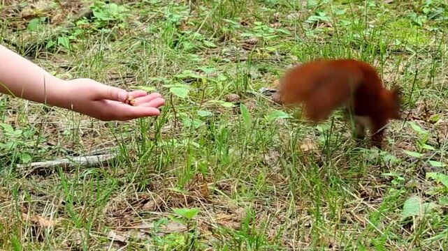 Red protein actively moves along an expanded human hand on the grass, creating a dynamic scene of feeding. Squirrel is from the hands of nuts on green grass.