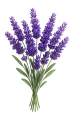 Obraz premium A vibrant bouquet of purple lavender flowers with green stems and leaves, elegantly arranged on transparent background.