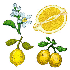 Fresh lemon vector illustrations. Citrus yellow juice natural foods healthy natural products vector pictures. Fruit food citrus healthy, fresh juice lemon illustration.