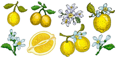 Fresh lemon vector illustrations. Citrus yellow juice natural foods healthy natural products vector pictures. Fruit food citrus healthy, fresh juice lemon illustration.