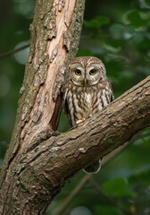 Owl perched on tree