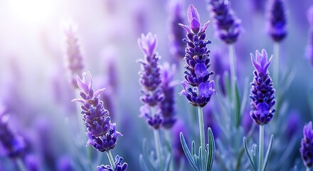 Close up of vibrant purple lavender flowers in soft sunlight