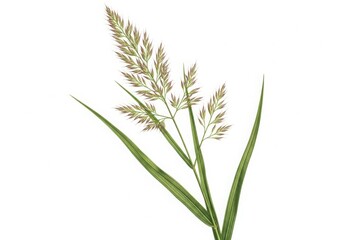 Fototapeta premium A sprig of green grass with seeds isolated on white background
