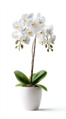Elegant white orchid in a simple white pot against a pure white backdrop