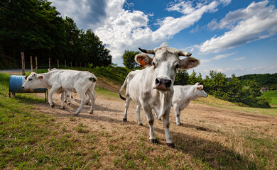 white cattle in the pasture