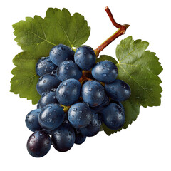 Fototapeta premium Fresh dark blue grapes with water droplets and green leaves isolated on transparent background