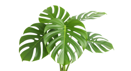 Full monstera deliciosa plant, lush green leaves with distinct fenestrations, isolated on transparent studio background with copy space, no shadows, ultra realistic UHD product photo, concept of