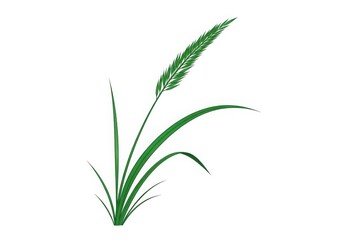 A sprig of green grass stands tall, isolated on white background