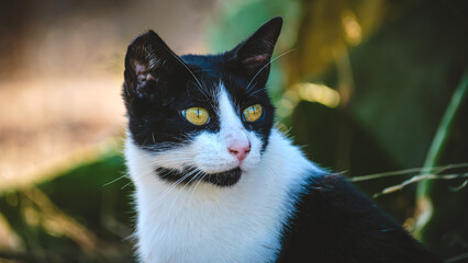 Alert Black and White Cat with Piercing Eyes