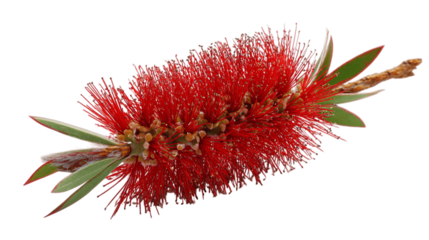 A plain image of bottle brush, white background --ar 16:9